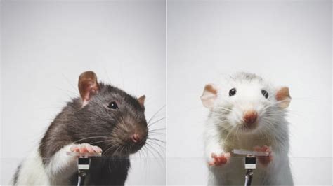 cute rat pictures|rats take selfies.